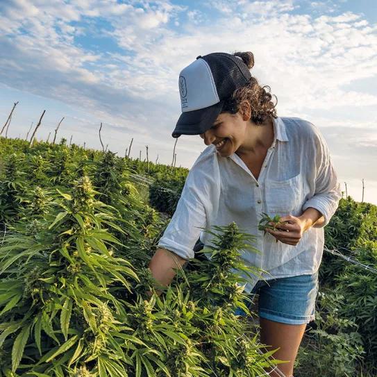 Uruguay una década de cannabis legal Fotos: Matilde Campodónico y Parlamento del Uruguay