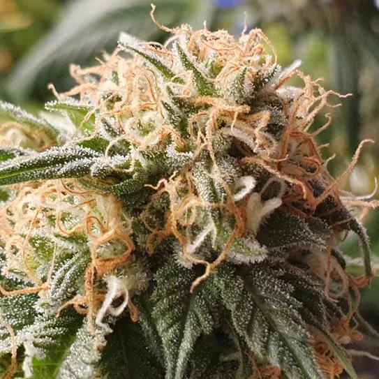Gorilla Runtz, una variedad explosiva con aroma tropical