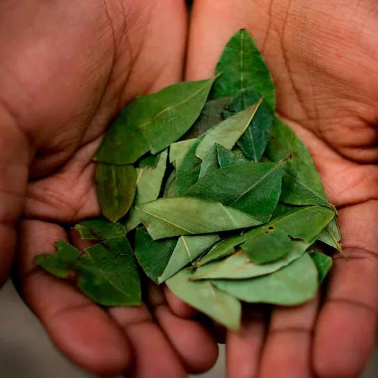 Países Bajos deja de oponerse a la despenalización de la coca en Bolivia 