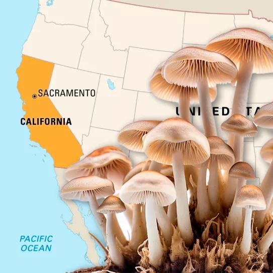 Aprueban la legalización de los psicodélicos en California, sólo falta la firma del gobernador