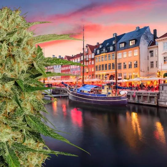 El Ayuntamiento de Copenhague quiere permitir la venta de cannabis de forma experimental
