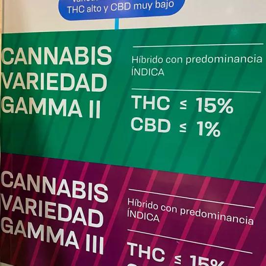 Los uruguayos agotan la variedad de marihuana de mayor potencia 