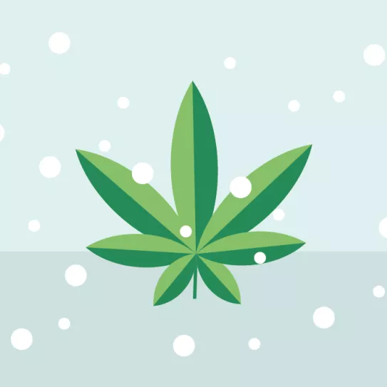Cannabis tiempo frio