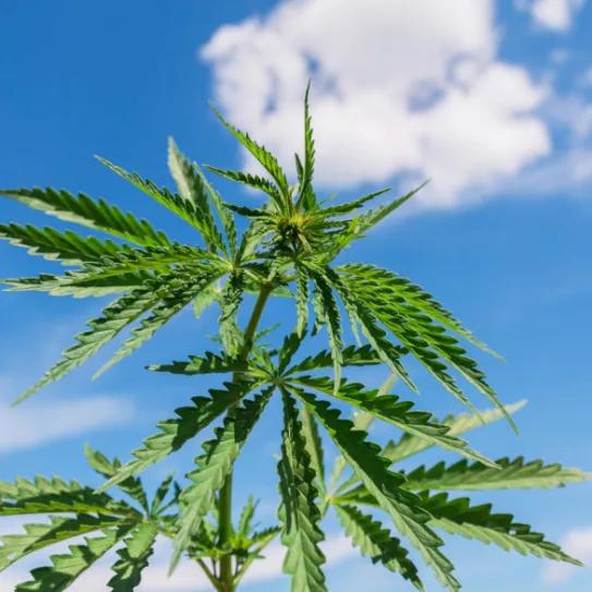 Lepe autoriza un cultivo legal de cannabis para fines medicinales