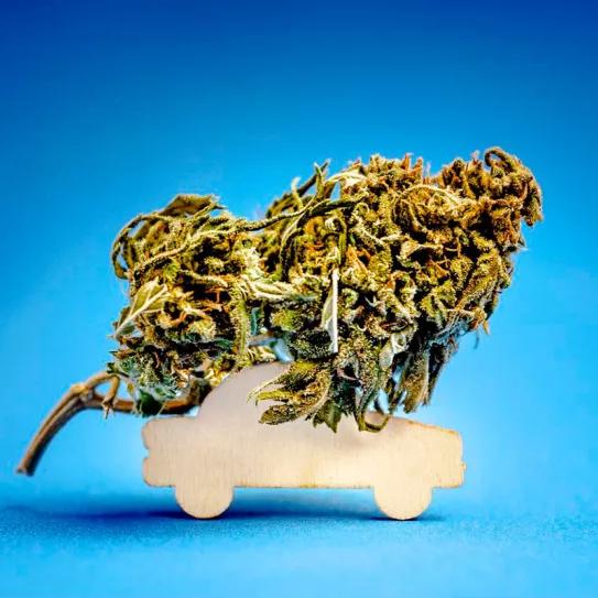 La legalización de la marihuana aumenta los accidentes de tráfico