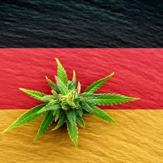Cambian el proyecto de legalización del cannabis alemán para hacerlo menos estricto
