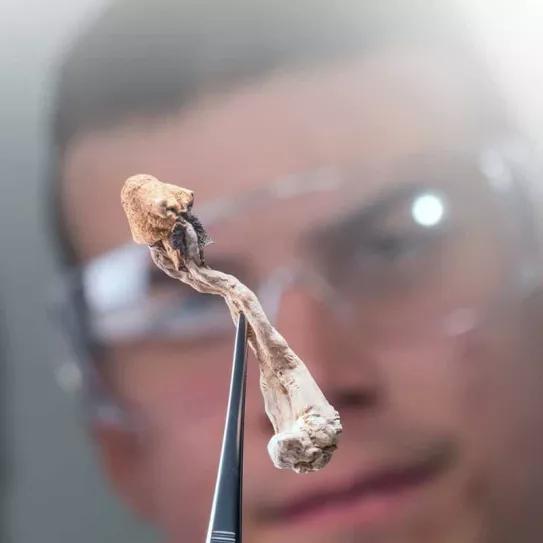 Ministerio de Salud de Chile estudiará los hongos psicodélicos