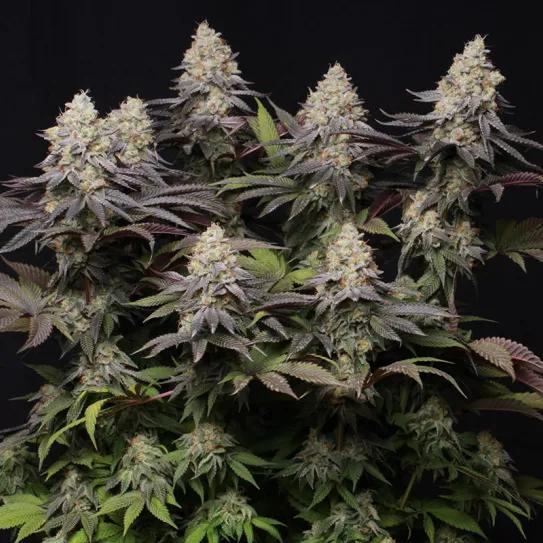 Panty Punch Auto, de Seedstockers: potencia indomable en cada calada 