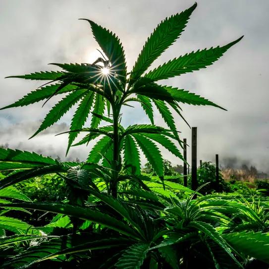 Ghana regula la producción de cannabis de uso industrial