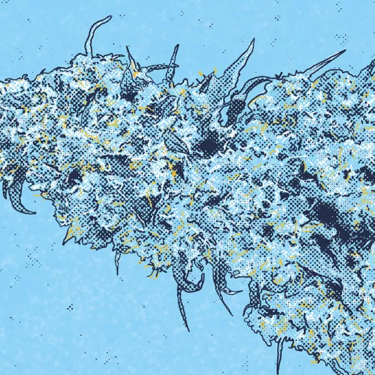 Guía superbásica de cultivo 