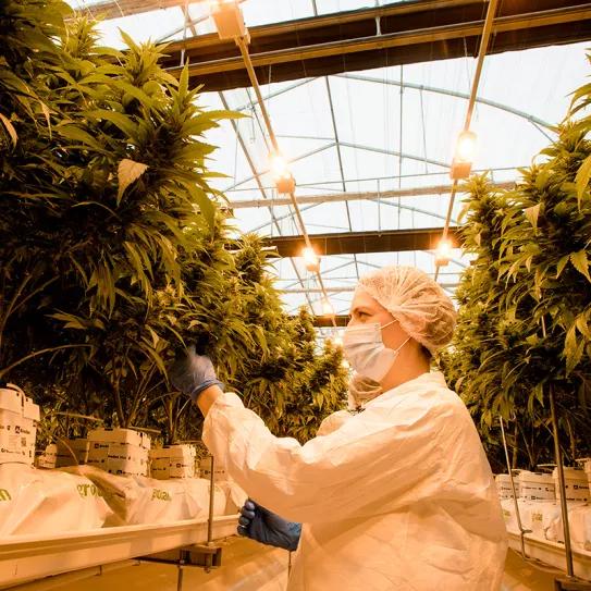 Uruguay: una empresa de cannabis europea despide a todos los trabajadores y desaparece del país