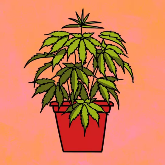 Extraer una planta del suelo