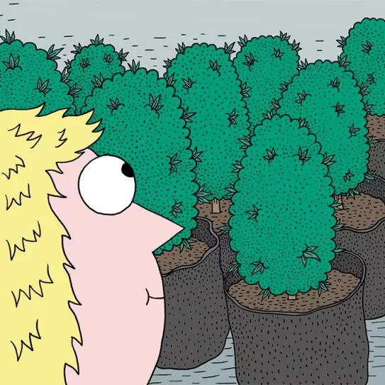 Nueve trucos para acelerar (o frenar) el crecimiento de las plantas en interior 