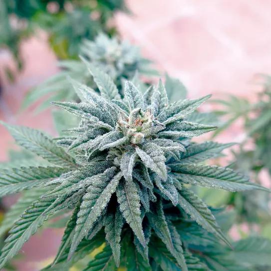 La cosecha de primavera fácil 