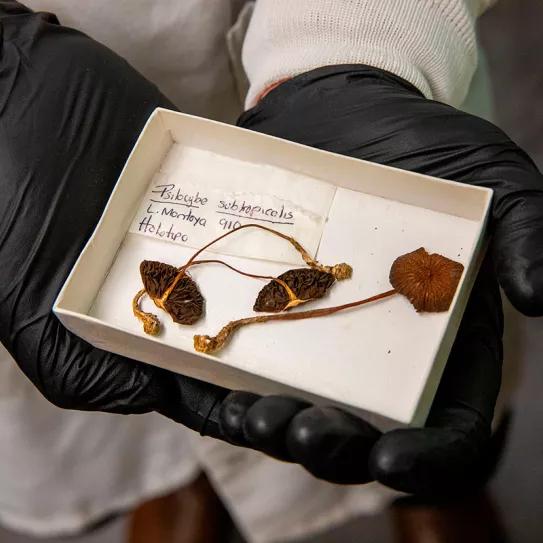 Espécimen de Psilocybe subtropicalis. FOTO: ELIZA PETERSON/NHMU