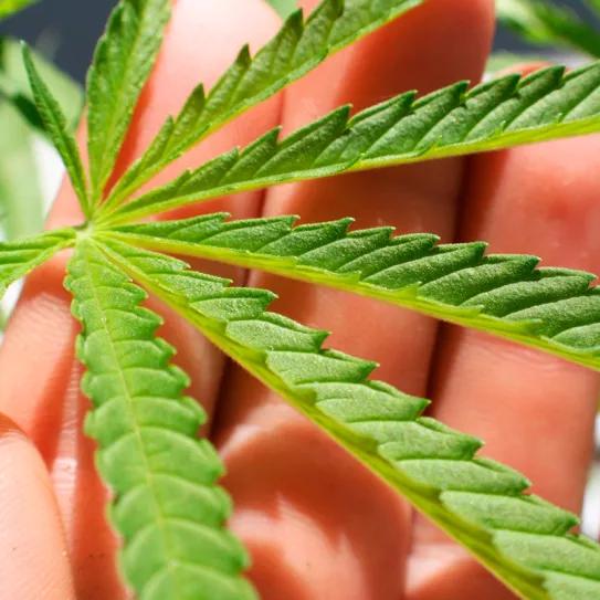 Científicos argentinos buscan desarrollar antioxidantes y antiinflamatorios a partir de las hojas de cannabis