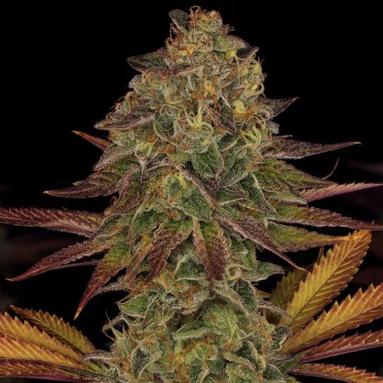 Gary Payton: un abanico de sabores Por Barney’s Farm 