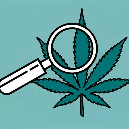 Un gran paso no es suficiente - Editorial Revista Cáñamo 315