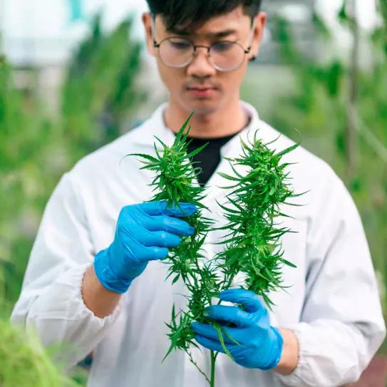 La Universidad de Alicante creó un curso para capacitar en la industria del cannabis