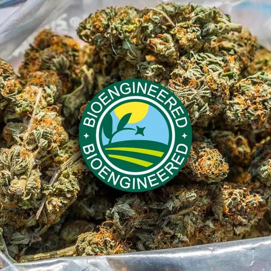 EEUU aprobó una variedad de cáñamo que no produce THC ni CBD