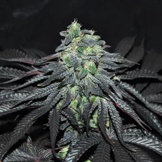 Golosa, una variedad para los más golosos. Delicious Seeds