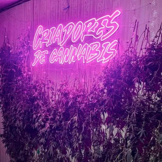 El camino de la Choco Og: la historia de la genética de cannabis con sabor a resistencia