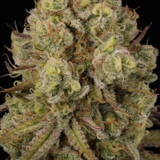 Tangerine Sorbet. Fotos de @HomeGrowTV