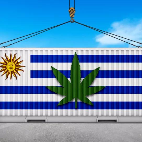 Uruguay exportó casi 25 millones de euros en productos derivados del cannabis