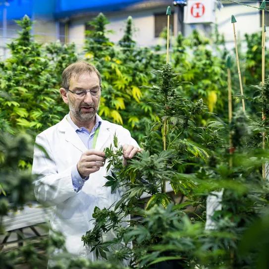 GW Pharmaceuticals paga 6.9 millones de euros por una demanda por “prácticas engañosas”