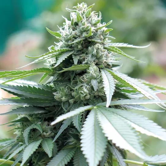 La tierra perfecta para nuestras plantas: cómo crear una mezcla casera de sustrato orgánico 