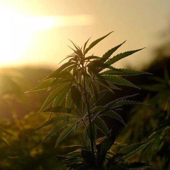 Cultivarán cáñamo en Extremadura para conservar el medio ambiente