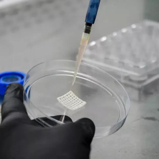 Científicos argentinos desarrollaron una biotinta de cannabis para regenerar tejidos con impresión 3D