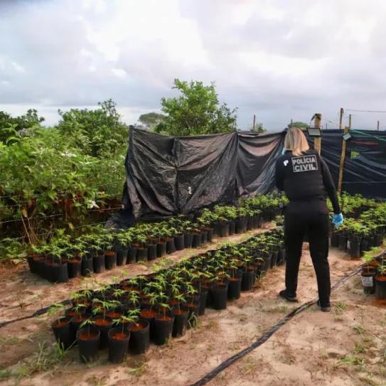 Detienen a cuatro integrantes de una asociación de cannabis medicinal en Brasil