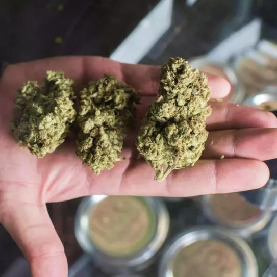 Alemania pretende lanzar una prueba piloto para habilitar los dispensarios de cannabis