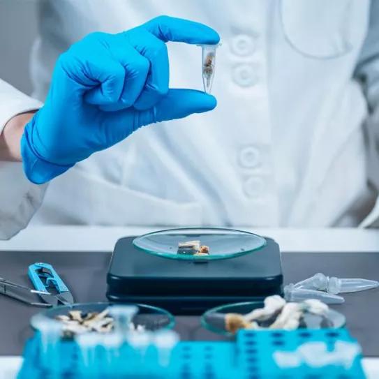 EEUU invertirá casi 8 millones de euros para investigar el uso medicinal de psicodélicos