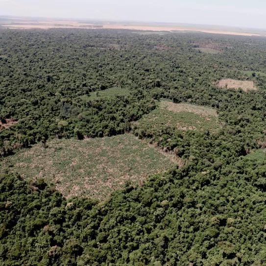 Advierten peligro de desaparición de un área protegida de Paraguay por el cultivo ilegal de cannabis