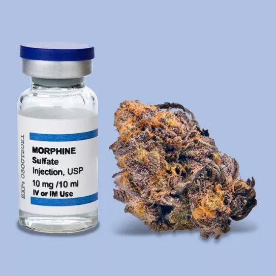 Los terpenos son más efectivos que la morfina para tratar el dolor