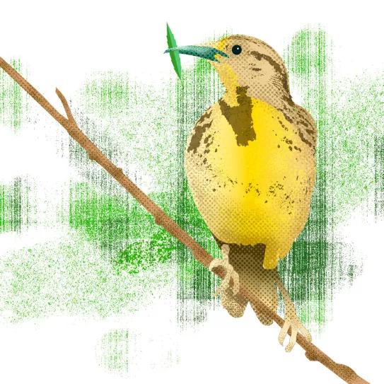 Observatorio Norteamericano - Oregón, en problemas