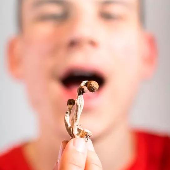 La Universidad de California recluta personas para que consuman hongos psicodélicos