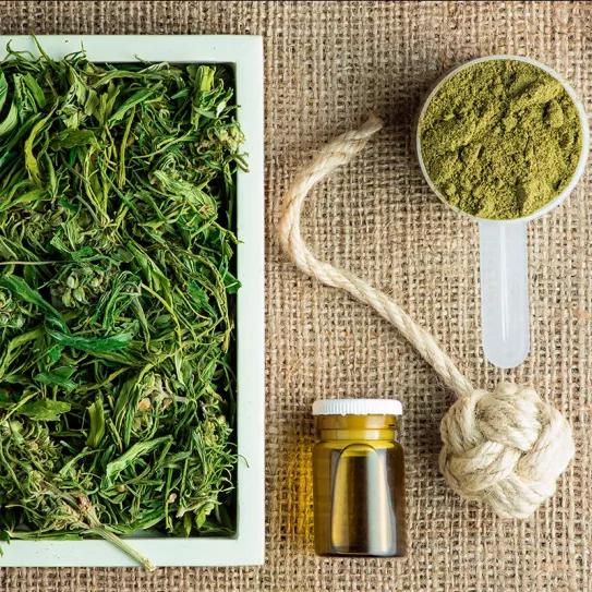 México tendrá su primera producción de cáñamo industrial