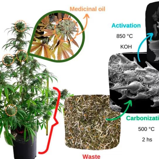Científicas argentinas crearon almacenadores de energía con cáñamo reciclado