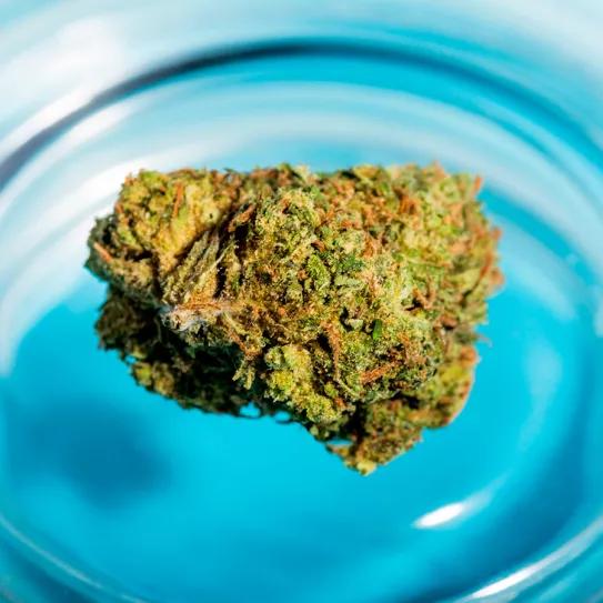 En Argentina entregarán parte de una incautación de cannabis a una investigación científica sobre los usos medicinales