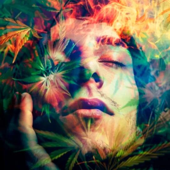 La psicosis no se despierta por el consumo de cannabis en personas sin problemas previos de salud mental
