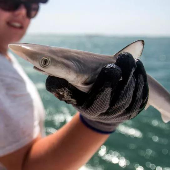 Investigadores brasileños encuentran 13 tiburones cocainómanos