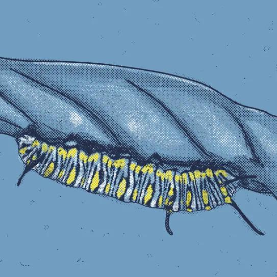 Orugas: ¡qué horror! 