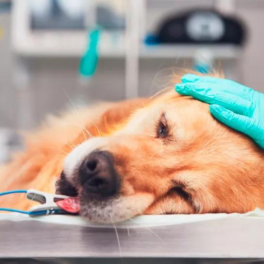 Veterinarios mexicanos usan CBD para reducir el dolor de las perras que son castradas