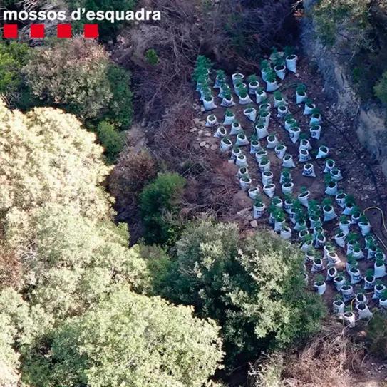 Los Mossos d’Esquadra accederán a imágenes satelitales para detectar cultivos de cannabis