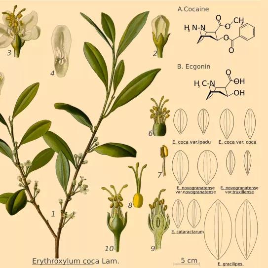 La coca estuvo presente en Europa 200 años antes de lo que se creía