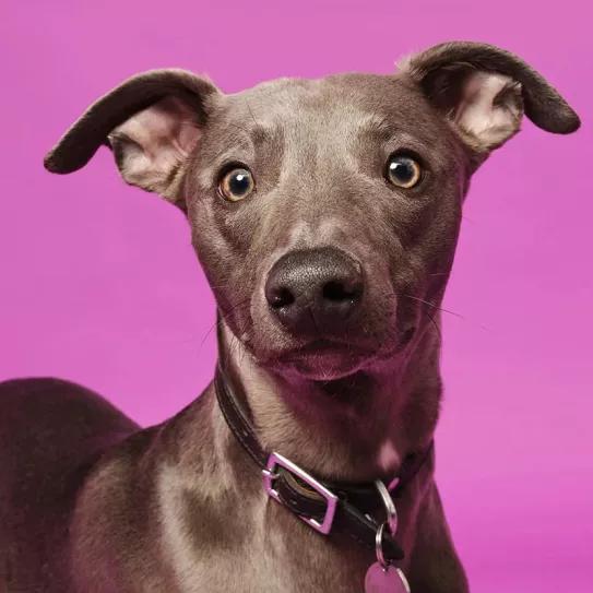 Descubren la eficacia del LSD para tratar la ansiedad en los perros