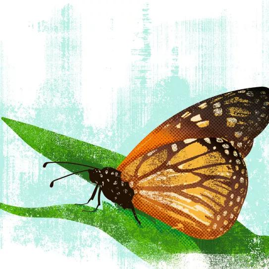 Harris/Waltz: la fórmula legalizadora 